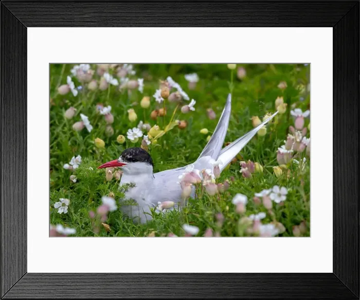 Framed Print : Breeding Seabird Species Arctic Tern (Sterna Paradisaea) Framed Print : Breeding Seabird Species Arctic Tern (Sterna Paradisaea)