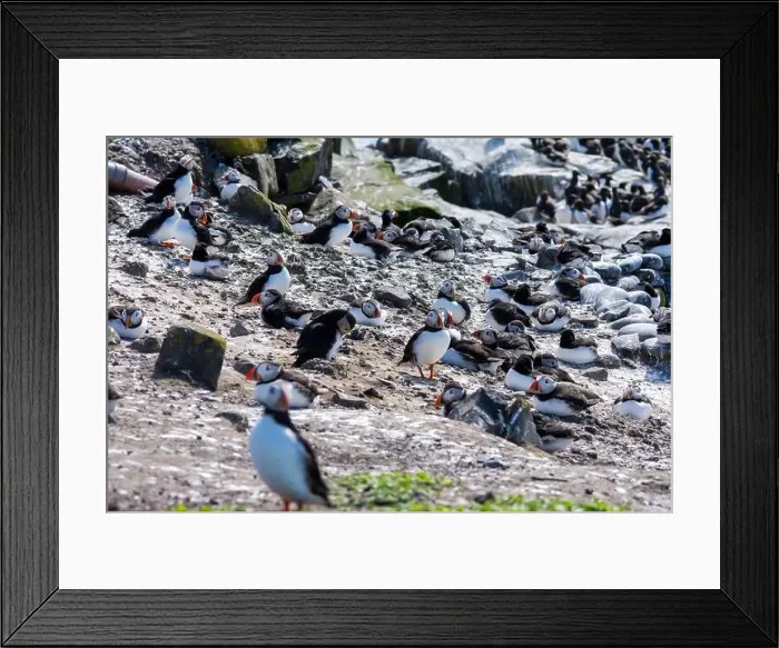 Framed Print : Atlantic Puffins (Fratercula arctica) on The Farne Islands in Northumberland, UK Framed Print : Atlantic Puffins (Fratercula arctica) on The Farne Islands in Northumberland, UK
