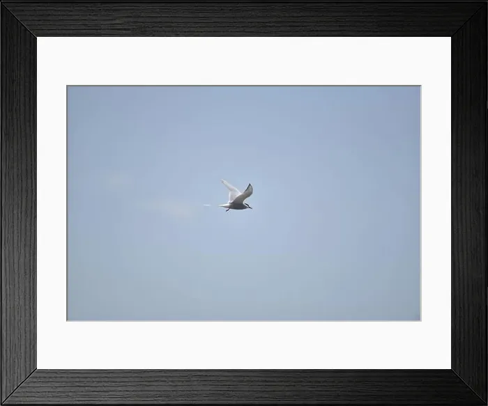 Framed Print : Arctic Tern (Sterna paradisaea) Flying Left to Right against a Blue Sky with Light Cloud Over the Sea Framed Print : Arctic Tern (Sterna paradisaea) Flying Left to Right against a Blue Sky with Light Cloud Over the Sea
