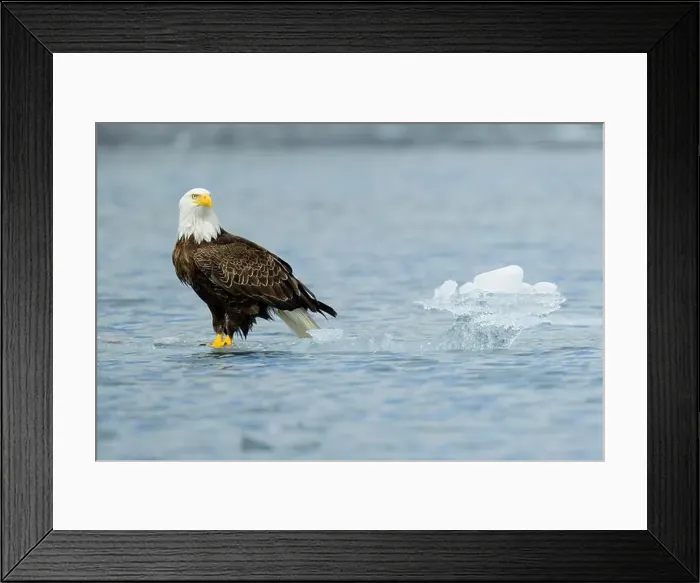 Framed Print : Bald eagle perched on floating ice in Kenai Fjords Alaska Framed Print : Bald eagle perched on floating ice in Kenai Fjords Alaska