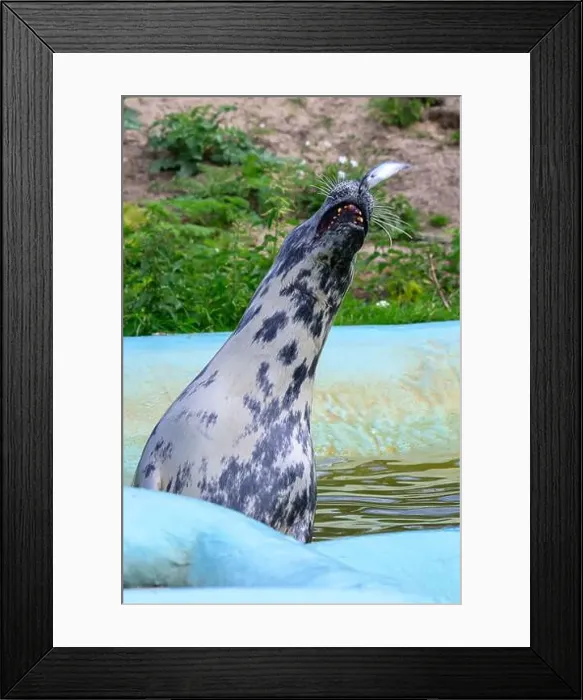 Framed Print : A gray, grey, seal with spotted markings catching a fish, zoo environment, water pool Framed Print : A gray, grey, seal with spotted markings catching a fish, zoo environment, water pool