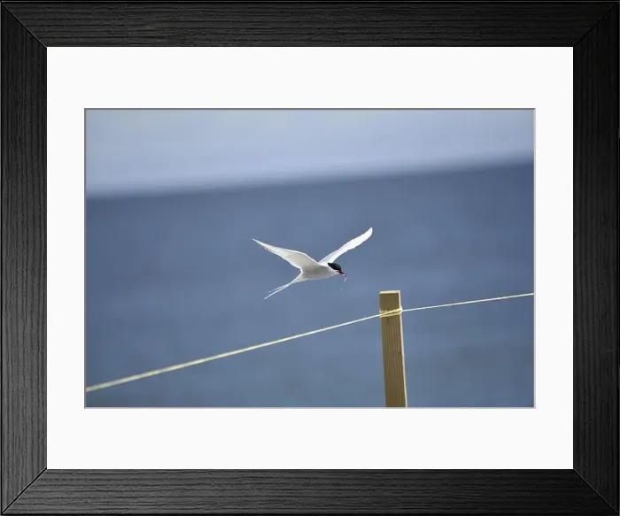 Framed Print : Arctic Tern (Sterna paradisaea Coming in to Land with a Fish in its Beak) Framed Print : Arctic Tern (Sterna paradisaea Coming in to Land with a Fish in its Beak)