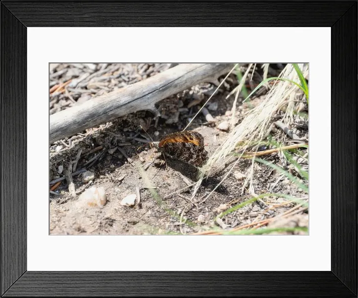 Framed Print : A Chryxus Arctic (Oeneis chryxus) Framed Print : A Chryxus Arctic (Oeneis chryxus)