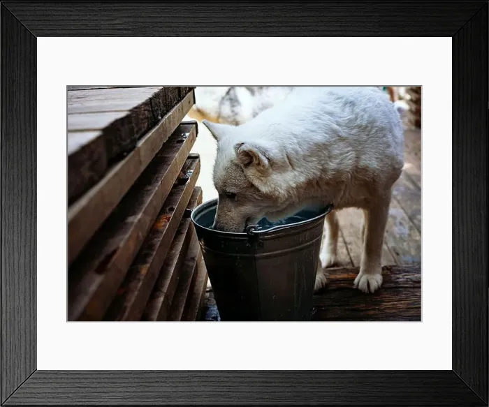 Framed Print : close up of white husky dog drinking from steel bucket.Thirsty animal stands heat Framed Print : close up of white husky dog drinking from steel bucket.Thirsty animal stands heat