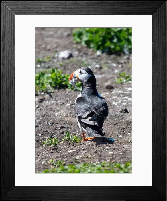 Framed Print : An Atlantic Puffin (Fratercula arctica) on The Farne Islands in Northumberland, UK Framed Print : An Atlantic Puffin (Fratercula arctica) on The Farne Islands in Northumberland, UK
