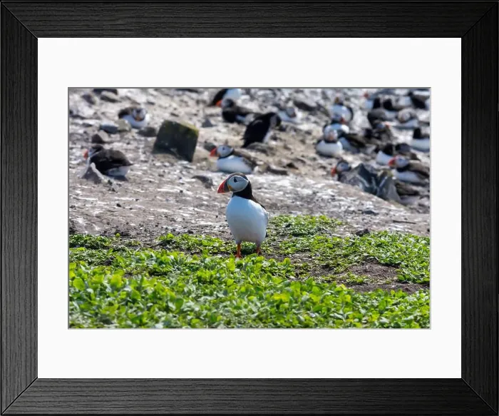 Framed Print : Atlantic Puffins (Fratercula arctica) on The Farne Islands in Northumberland, UK Framed Print : Atlantic Puffins (Fratercula arctica) on The Farne Islands in Northumberland, UK