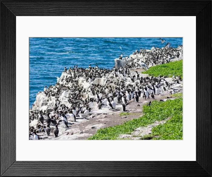 Framed Print : Flocks of seabirds gather on the rocks at the Farne Island, Northumberland, UK Framed Print : Flocks of seabirds gather on the rocks at the Farne Island, Northumberland, UK