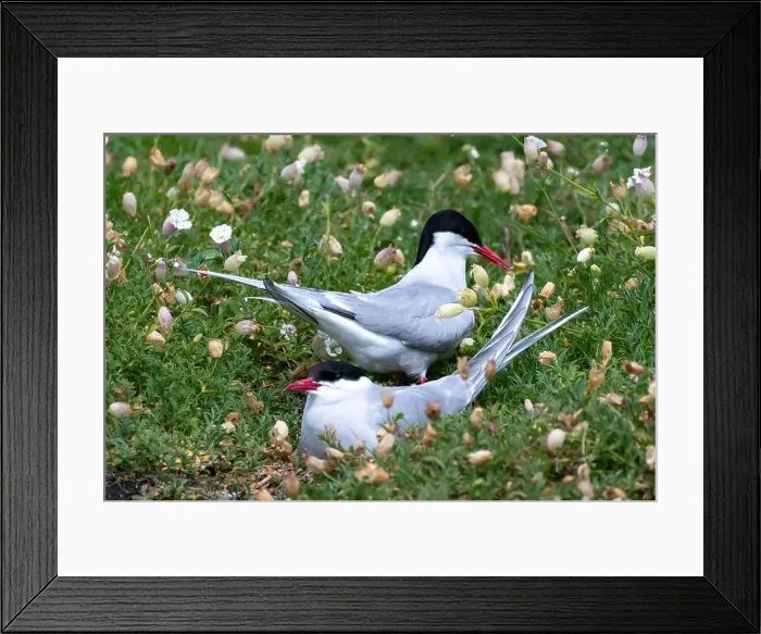 Framed Print : Breeding Couple Of Seabird Species Arctic Tern (Sterna Paradisaea) Framed Print : Breeding Couple Of Seabird Species Arctic Tern (Sterna Paradisaea)