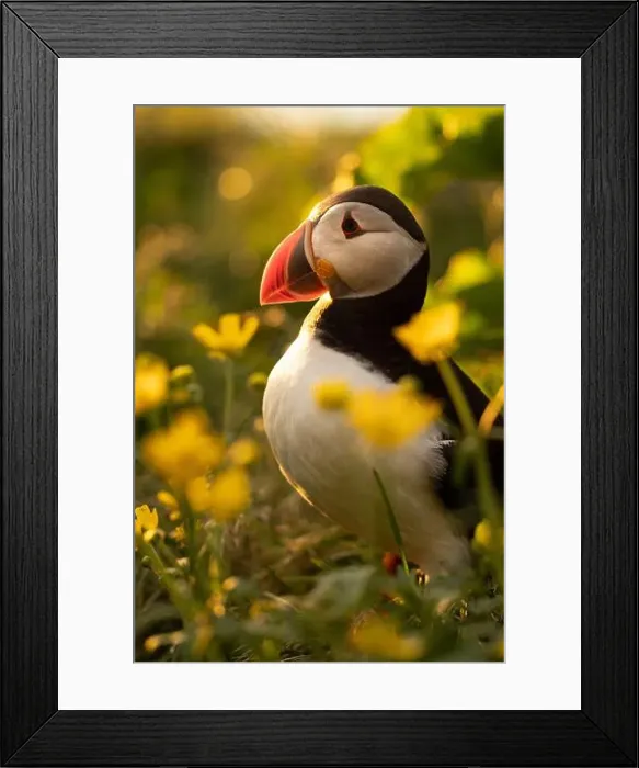 Framed Print : Puffins in Iceland Framed Print : Puffins in Iceland