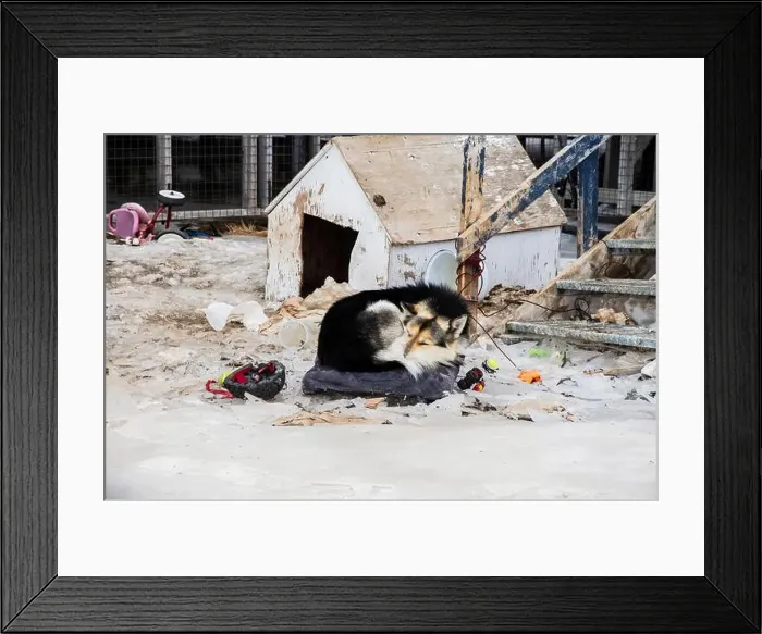 Framed Print : Sled dog sleeping in the snow on Sinaa Street in Iqaluit, Nunavut, Canada Framed Print : Sled dog sleeping in the snow on Sinaa Street in Iqaluit, Nunavut, Canada