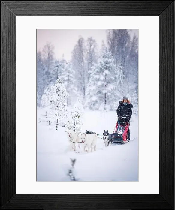 Framed Print : Cheerful woman dogsledding in the snowy landscape of Finnish Lapland Framed Print : Cheerful woman dogsledding in the snowy landscape of Finnish Lapland