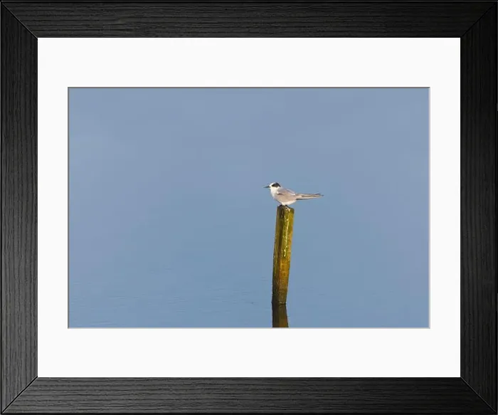 Framed Print : Arctic tern Sterna paradisaea, juvenile perched on post, Minsmere RSPB reserve, Suffolk, England, July