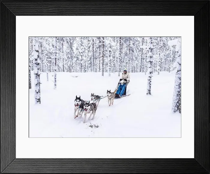 Framed Print : Cute young girl enjoying riding a dog sled in the snowy forest Framed Print : Cute young girl enjoying riding a dog sled in the snowy forest