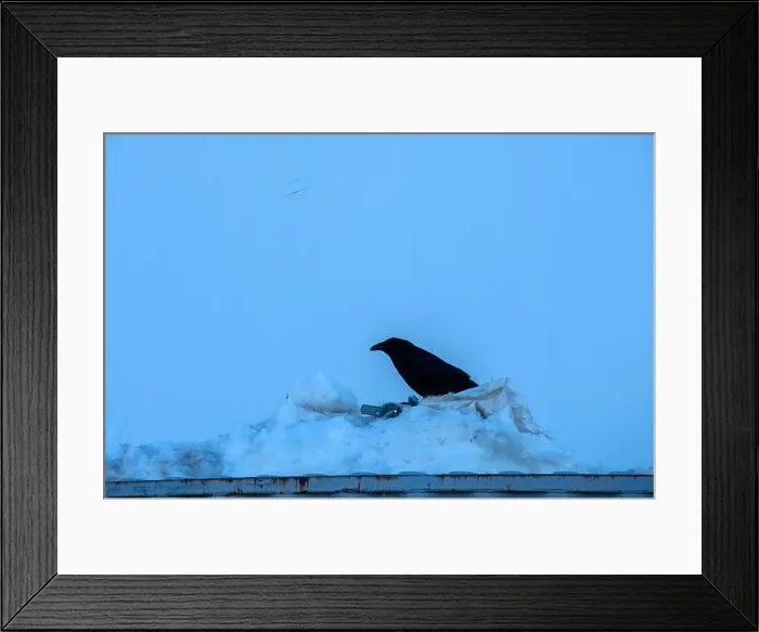 Framed Print : Raven perched on a snow pile in Iqaluit, Nunavut, Canada Framed Print : Raven perched on a snow pile in Iqaluit, Nunavut, Canada
