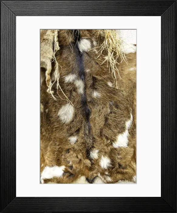 Framed Print : Detail of dead animal skin, decoration and coat Framed Print : Detail of dead animal skin, decoration and coat