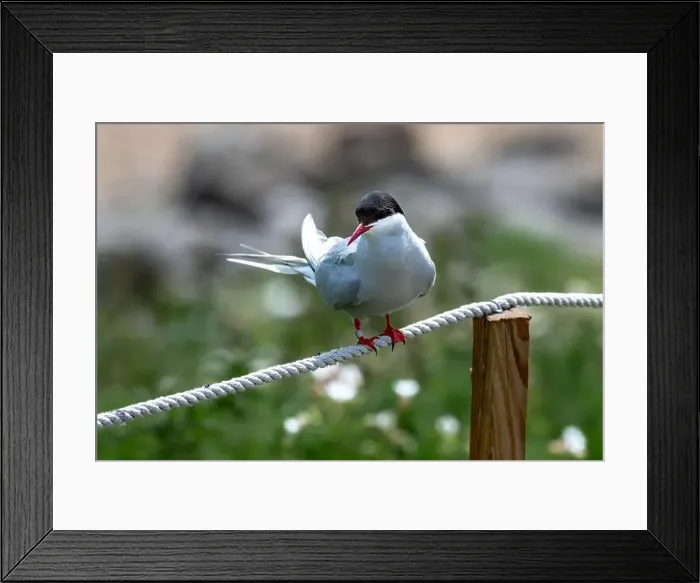 Framed Print : Seabird Species Arctic Tern (Sterna Paradisaea) On The Isle Of May In The Firth Of Forth Near Anstruther In Scotland Framed Print : Seabird Species Arctic Tern (Sterna Paradisaea) On The Isle Of May In The Firth Of Forth Near Anstruther In Scotland