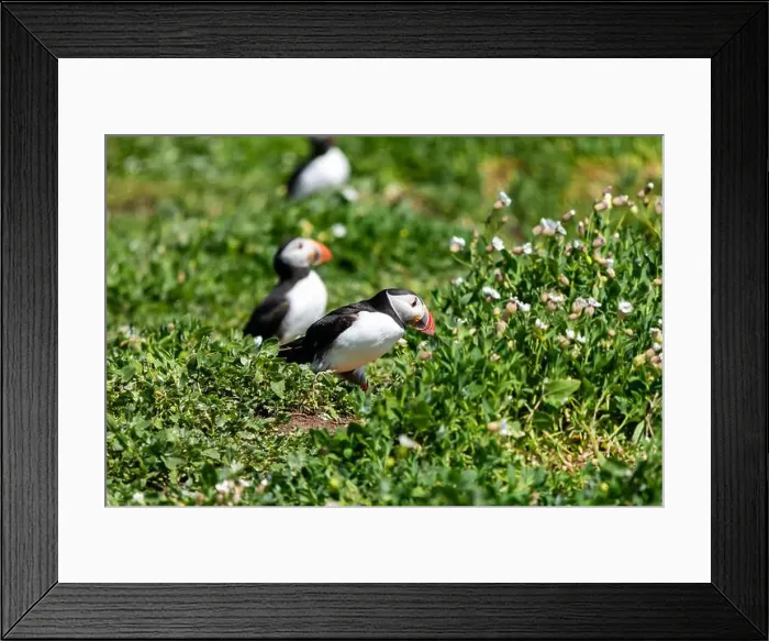 Framed Print : Atlantic Puffins (Fratercula arctica) on The Farne Islands in Northumberland, UK Framed Print : Atlantic Puffins (Fratercula arctica) on The Farne Islands in Northumberland, UK
