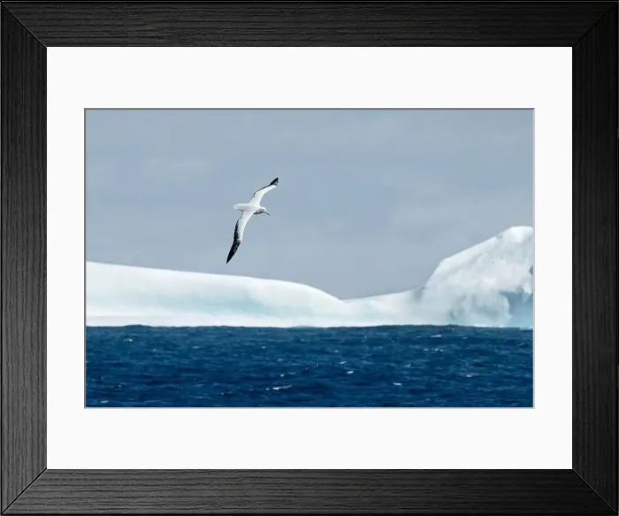 Framed Print : Snowy Albatross flying over icebergs, Antarctica, Polar Regions Framed Print : Snowy Albatross flying over icebergs, Antarctica, Polar Regions