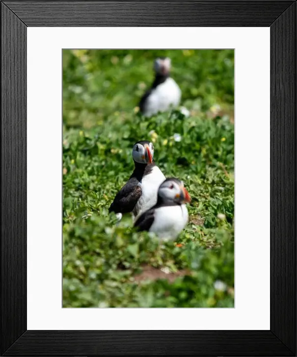 Framed Print : Atlantic Puffins (Fratercula arctica) on The Farne Islands in Northumberland, UK Framed Print : Atlantic Puffins (Fratercula arctica) on The Farne Islands in Northumberland, UK