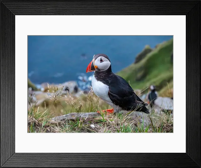Framed Print : Atlantic puffin, fratercula arctica, standing on cliff