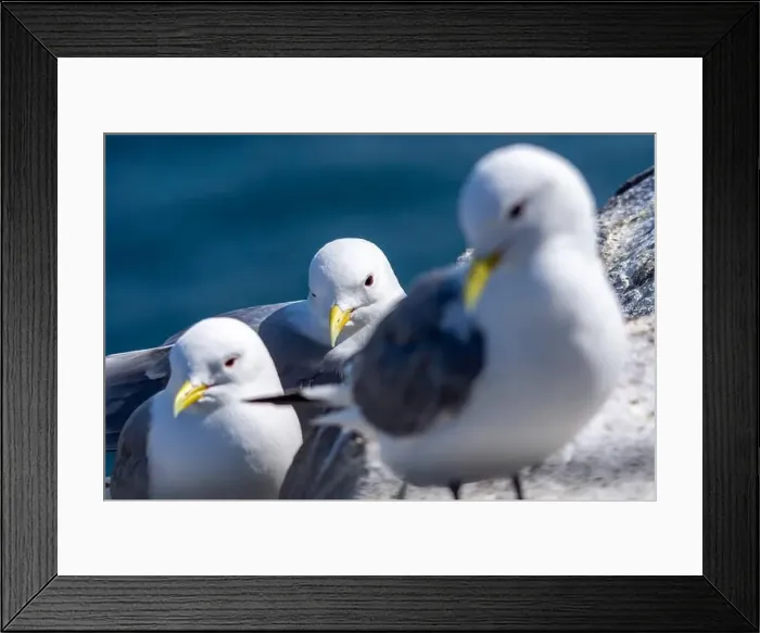 Framed Print : Kittiwakes gathering on the rocks at The Farne Islands, Northumberland, UK Framed Print : Kittiwakes gathering on the rocks at The Farne Islands, Northumberland, UK