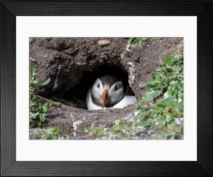 Framed Print : An Atlantic Puffin (Fratercula arctica) hides in its burrow on The Farne Islands in Northumberland, UK Framed Print : An Atlantic Puffin (Fratercula arctica) hides in its burrow on The Farne Islands in Northumberland, UK