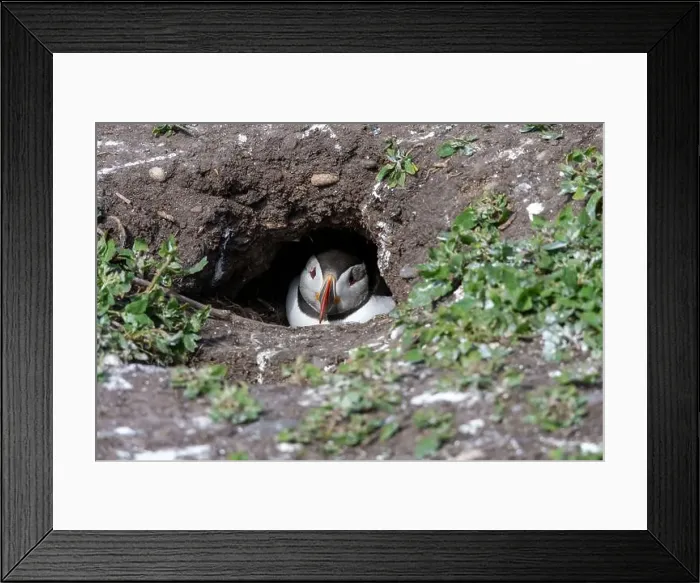 Framed Print : An Atlantic Puffin (Fratercula arctica) hides in its burrow on The Farne Islands in Northumberland, UK Framed Print : An Atlantic Puffin (Fratercula arctica) hides in its burrow on The Farne Islands in Northumberland, UK