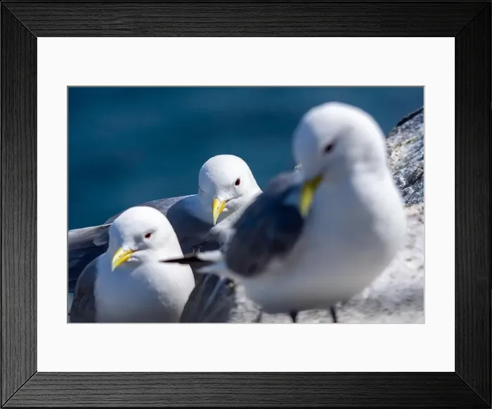 Framed Print : Kittiwakes gathering on the rocks at The Farne Islands, Northumberland, UK Framed Print : Kittiwakes gathering on the rocks at The Farne Islands, Northumberland, UK