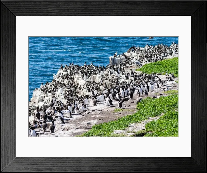 Framed Print : Flocks of seabirds gather on the rocks at the Farne Island, Northumberland, UK Framed Print : Flocks of seabirds gather on the rocks at the Farne Island, Northumberland, UK