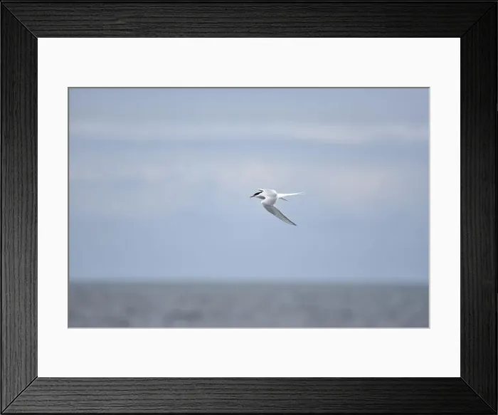 Framed Print : Arctic Tern (Sterna paradisaea) Right of Image Framed Print : Arctic Tern (Sterna paradisaea) Right of Image