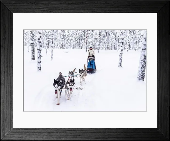 Framed Print : Cheerful girl having fun dog sledding in the snow, Lapland, Finland Framed Print : Cheerful girl having fun dog sledding in the snow, Lapland, Finland