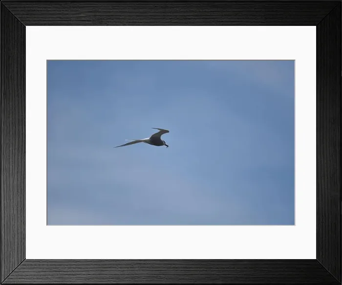 Framed Print : Arctic Tern (Sterna paradisaea) Flying Left to Right of Image