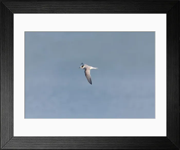 Framed Print : Arctic tern Sterna paradisaea, juvenile flying, Minsmere RSPB reserve, Suffolk, England, July Framed Print : Arctic tern Sterna paradisaea, juvenile flying, Minsmere RSPB reserve, Suffolk, England, July