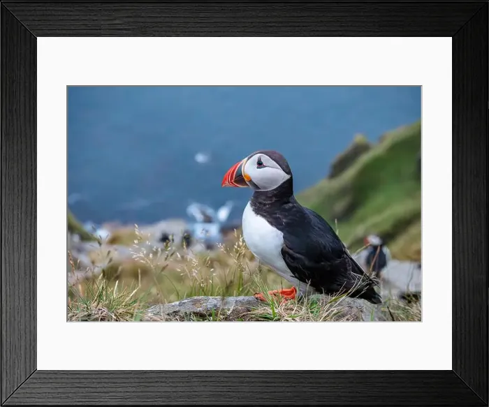 Framed Print : Atlantic puffin, fratercula arctica, standing on cliff Framed Print : Atlantic puffin, fratercula arctica, standing on cliff