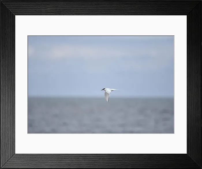 Framed Print : Flying Arctic Tern (Sterna paradisaea) with Wings Down Framed Print : Flying Arctic Tern (Sterna paradisaea) with Wings Down