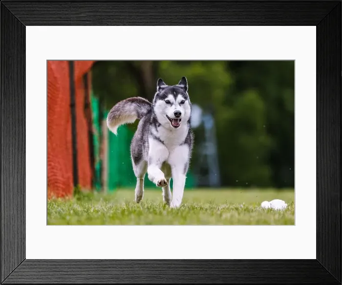 Framed Print : Siberian Husky running lure coursing dog sport in grass Framed Print : Siberian Husky running lure coursing dog sport in grass