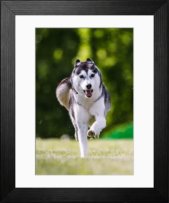 Framed Print : Siberian Husky running lure coursing dog sport in grass Framed Print : Siberian Husky running lure coursing dog sport in grass
