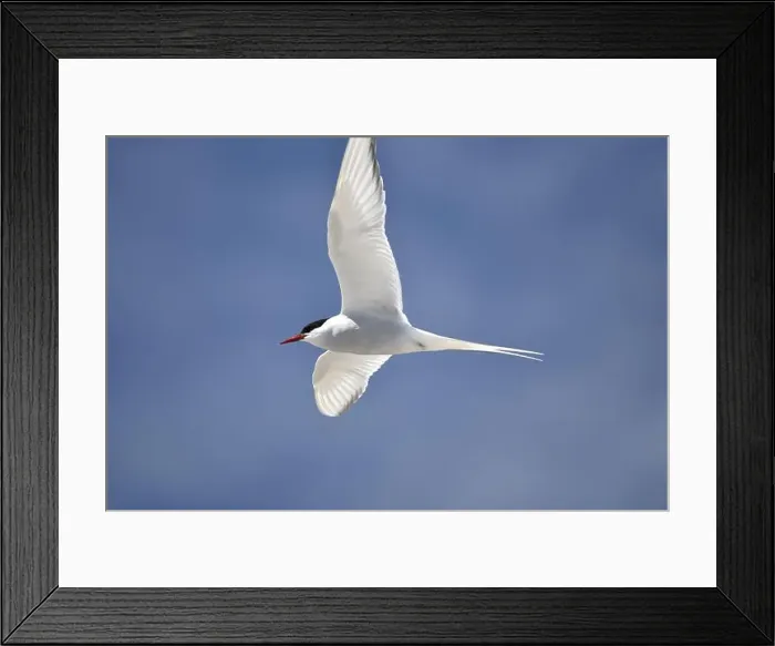 Framed Print : Close-Up Image of a Flying Arctic Tern (Sterna paradisaea)