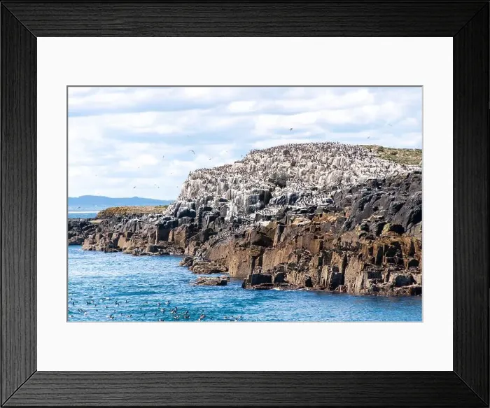 Framed Print : Flocks of seabirds gather on the rocks at the Farne Island, Northumberland, UK Framed Print : Flocks of seabirds gather on the rocks at the Farne Island, Northumberland, UK
