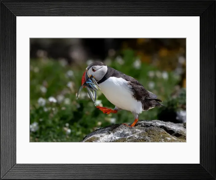 Framed Print : Seabird Species Atlantic Puffin (Fratercula arctica) Framed Print : Seabird Species Atlantic Puffin (Fratercula arctica)