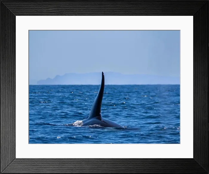 Framed Print : Killer whale pod (Orcinus orca), off Punta Colorada, Isla San Jose, Baja California Sur, Mexico, North America Framed Print : Killer whale pod (Orcinus orca), off Punta Colorada, Isla San Jose, Baja California Sur, Mexico, North America