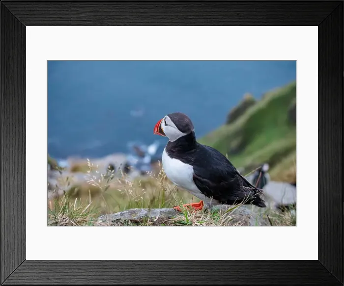 Framed Print : Atlantic puffin, fratercula arctica, standing on cliff