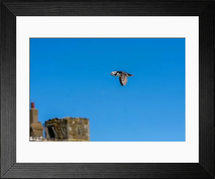 Framed Print : An Atlantic Puffin (Fratercula arctica) in flight over The Farne Islands in Northumberland, UK Framed Print : An Atlantic Puffin (Fratercula arctica) in flight over The Farne Islands in Northumberland, UK