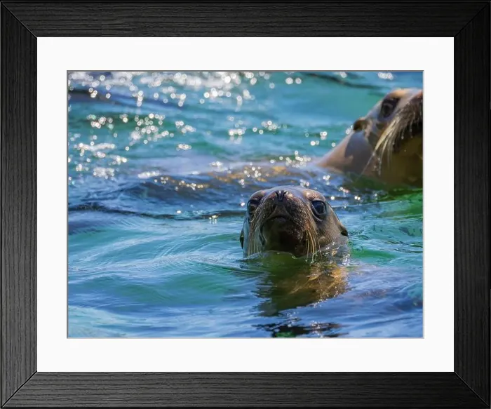 Framed Print : California sea lions (Zalophus californianus)