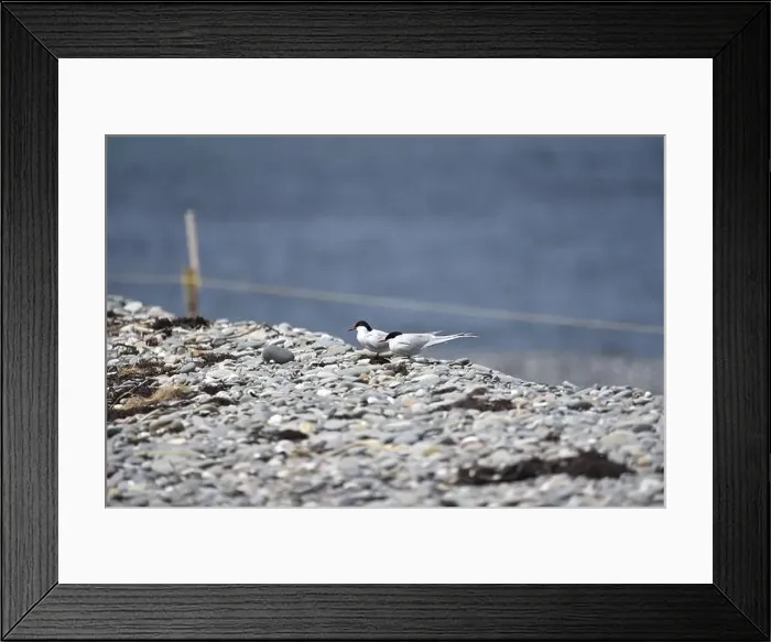 Framed Print : A Pair of Arctic Terns (Sterna paradisaea) Facing Inland on a Rocky Shore by Their Nest Framed Print : A Pair of Arctic Terns (Sterna paradisaea) Facing Inland on a Rocky Shore by Their Nest