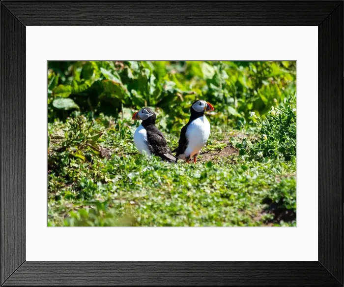 Framed Print : Atlantic Puffins (Fratercula arctica) on The Farne Islands in Northumberland, UK Framed Print : Atlantic Puffins (Fratercula arctica) on The Farne Islands in Northumberland, UK
