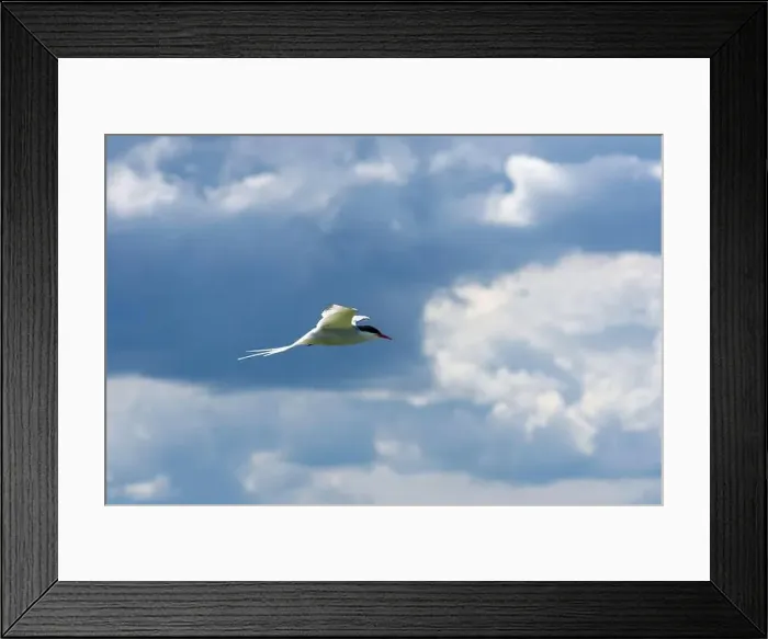 Framed Print : An Arctic Tern (Sterna Paradise) in flight above the Farne Islands in Northumberland, UK Framed Print : An Arctic Tern (Sterna Paradise) in flight above the Farne Islands in Northumberland, UK