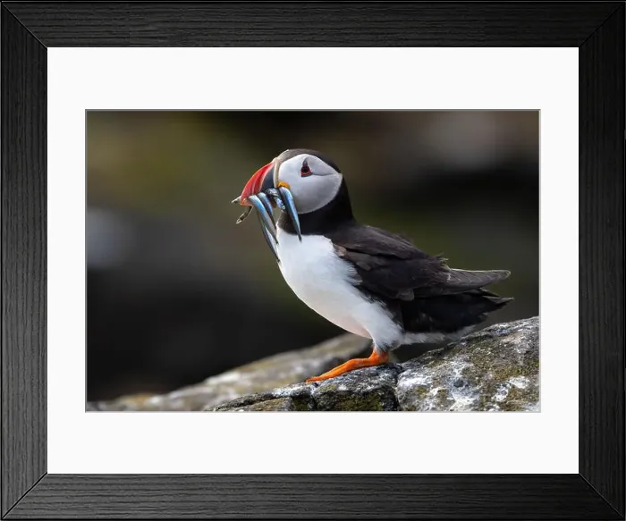 Framed Print : Seabird Species Atlantic Puffin (Fratercula arctica) Framed Print : Seabird Species Atlantic Puffin (Fratercula arctica)