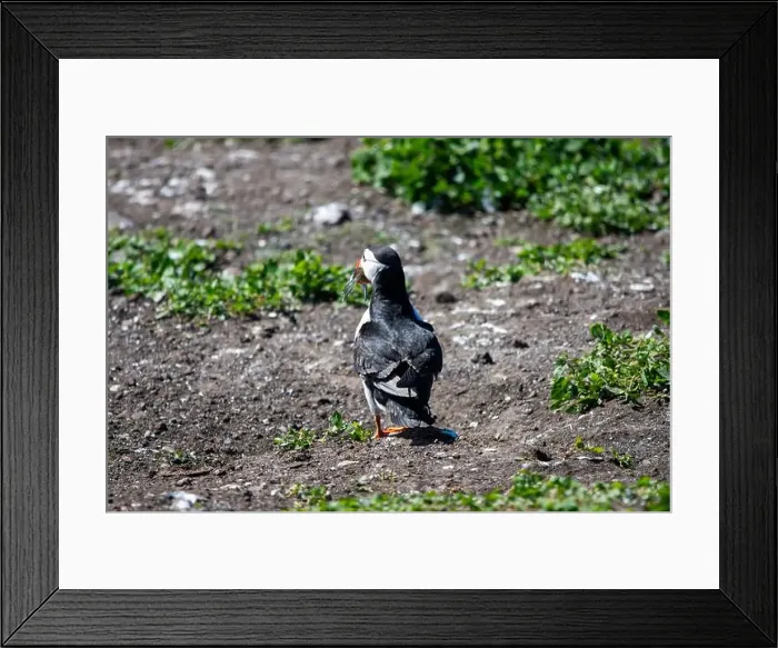Framed Print : An Atlantic Puffin (Fratercula arctica) on The Farne Islands in Northumberland, UK Framed Print : An Atlantic Puffin (Fratercula arctica) on The Farne Islands in Northumberland, UK