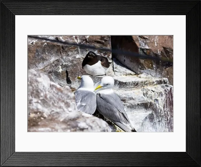 Framed Print : Kittiwakes gathering on the rocks at The Farne Islands, Northumberland, UK Framed Print : Kittiwakes gathering on the rocks at The Farne Islands, Northumberland, UK